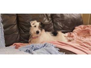 Sammy - male JRT x Poodle Photo