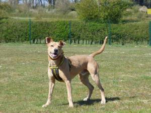 Ace - Male Lurcher Photo