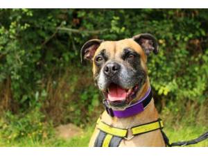 Arnold - Male Boxer Photo