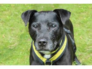 Conker - Male Staffordshire Cross (SBT) Photo
