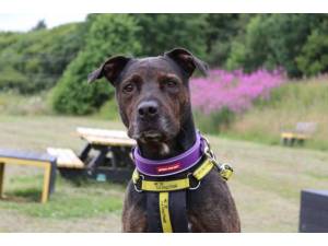 Jack - Male A Crossbreed Photo