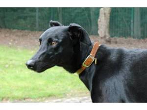 Marley - Male Lurcher Photo
