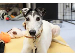 Poppy - Female Greyhound Photo