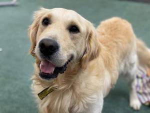 Sam - Male Golden Retriever Photo