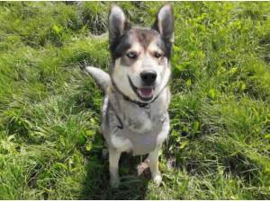 YUFFIE - Husky (Siberian)
crossbreed Photo
