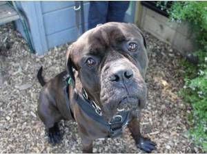 BASHER - Bull Mastiff
crossbreed Photo
