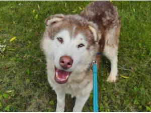 SAMMY - Husky (Siberian)
crossbreed Photo