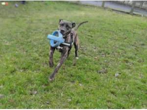 ALFIE - Lurcher
crossbreed Photo
