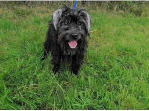 SCRUFF - Patterdale Terrier (Fell Terrier) Photo