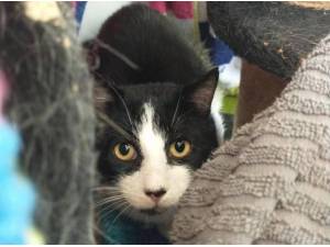 QUILL - Domestic Shorthair
crossbreed Photo