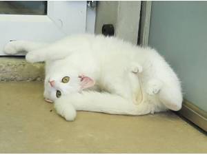 MOLLY -SAFE RURAL HOME - Domestic Shorthair
crossbreed Photo