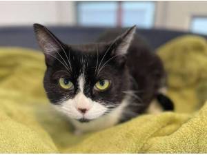 SOX - Domestic Shorthair
crossbreed Photo