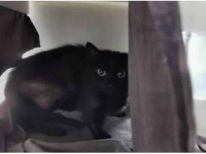 WANDA - Domestic Shorthair
crossbreed Photo