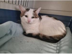 STUART - Domestic Shorthair
crossbreed Photo