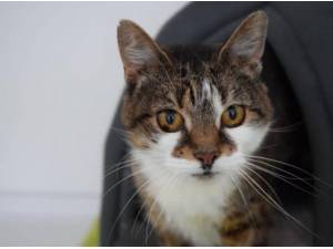 STAR - Domestic Shorthair
crossbreed Photo