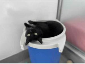 KITTY - Domestic Shorthair Photo