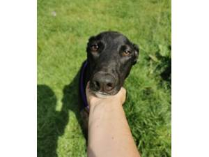 Ernie - Male Greyhound Photo