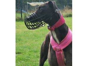 Tessie - Female Greyhound Photo