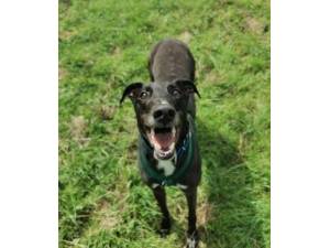 Buzz - Male Greyhound Photo