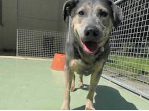 CAMI - Crossbreed/Unknown Photo