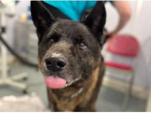 MOCHA - American Akita Photo