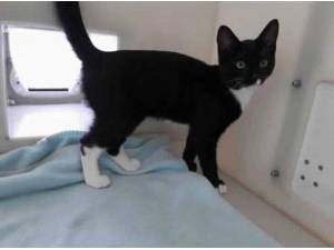 ROMA - Domestic Shorthair
crossbreed Photo