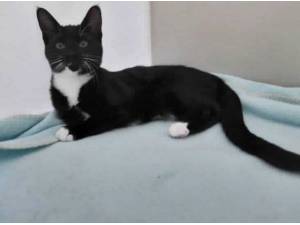 ROBIN - Domestic Shorthair
crossbreed Photo