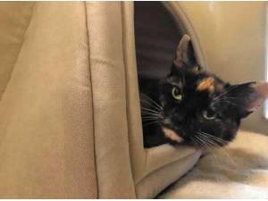 SAFFRON - Domestic Shorthair
crossbreed Photo