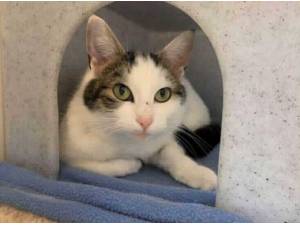 MEOWSIE - Domestic Shorthair
crossbreed Photo