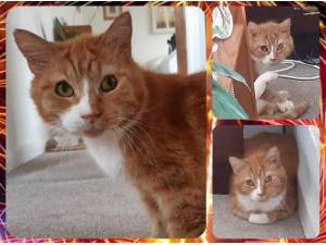 HAROLD - Domestic Shorthair
crossbreed Photo