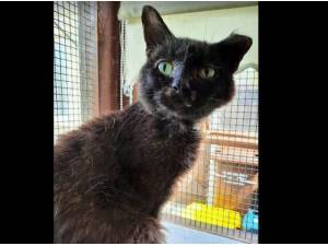 LENNY - Domestic Shorthair
crossbreed Photo
