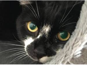 CLARK AND MILTON - Domestic Shorthair
crossbreed Photo