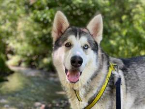 Diesel - Male Alaskan Malamute Photo