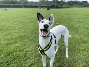 Harley - Male Greyhound Photo
