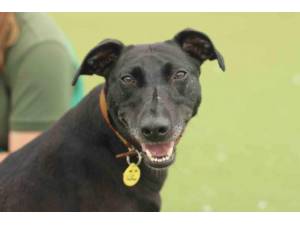 Judy - Female Lurcher Photo