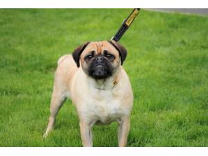 Lilly - Female Pug Photo