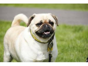 May - Female Pug Photo