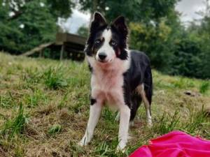 Pip - Female Border Collie Photo