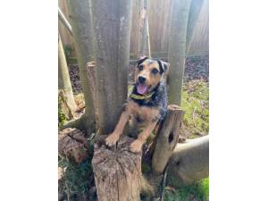 Woofy - Male Patterdale Terrier Photo
