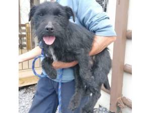 Nos - Male Patterdale Terrier Photo