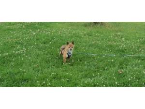 Bex (& Precious) - female Chihuahua Crossbreed Photo