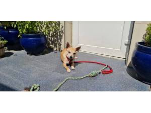 Precious (& Bex) - female Chihuahua Crossbreed Photo