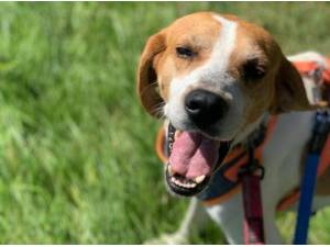 MACIE - Pointer
crossbreed Photo