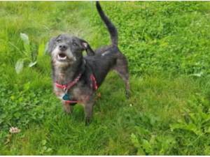 DARCEY - Patterdale Terrier (Fell Terrier)
crossbreed Photo