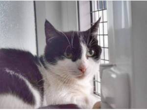 STIRLING - Domestic Shorthair
crossbreed Photo