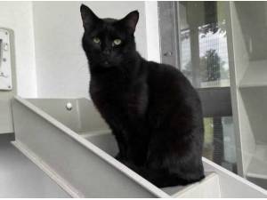 MAXWELL - Domestic Shorthair
crossbreed Photo
