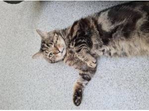 OMALLEY - Domestic Shorthair
crossbreed Photo