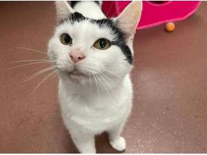 HALLIE - Domestic Shorthair
crossbreed Photo