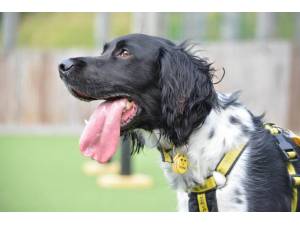 Alfie - Male Spaniel: English Springer Photo