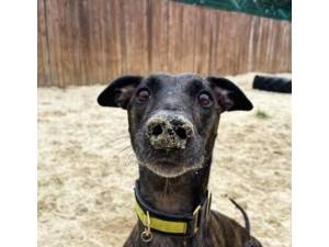 Arnie - Male Lurcher Photo